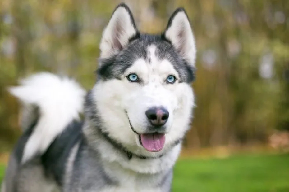 10 Russian Dog Breeds with Impressive Histories