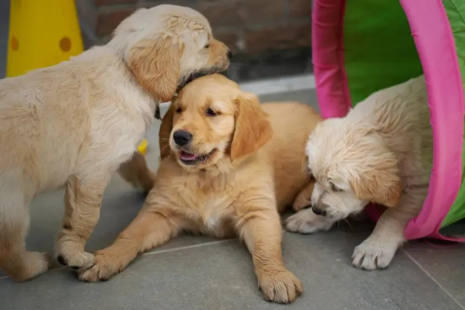 Socializing Your New Dog Is So Important—Here’s How To Do It