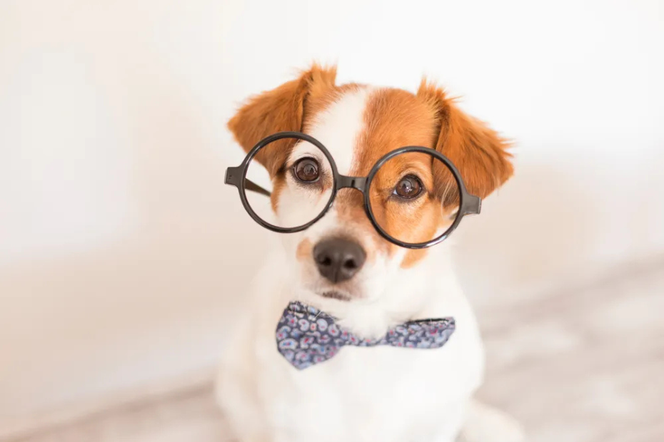 10 Smartest Dog Breeds, Ranked for Intelligence