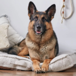 10 Best Dog Breeds for Seizure Alert
