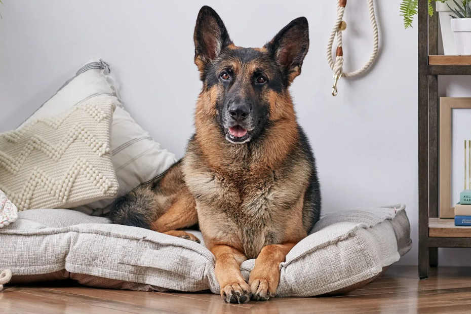 10 Best Dog Breeds for Seizure Alert