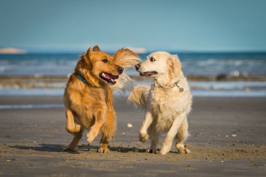 Top 10 Most Playful Dog Breeds