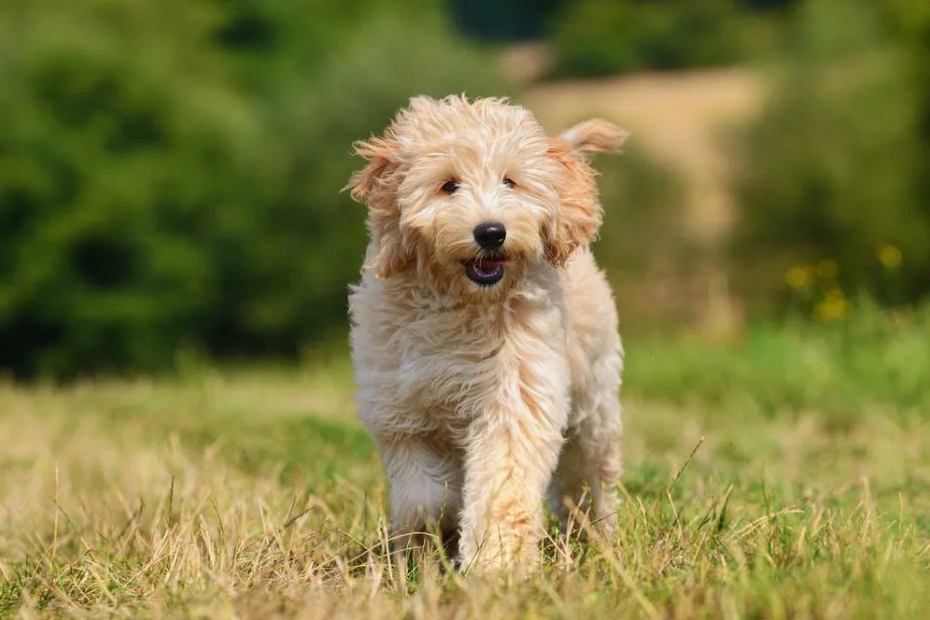 10 Oh-So-Adorable Facts About Goldendoodles