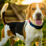 10 Lovable Low-Maintenance Dog Breeds