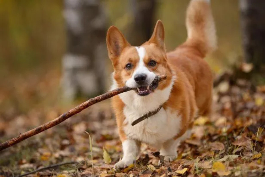 Top 10 Adorable Small Dog Breeds We Love