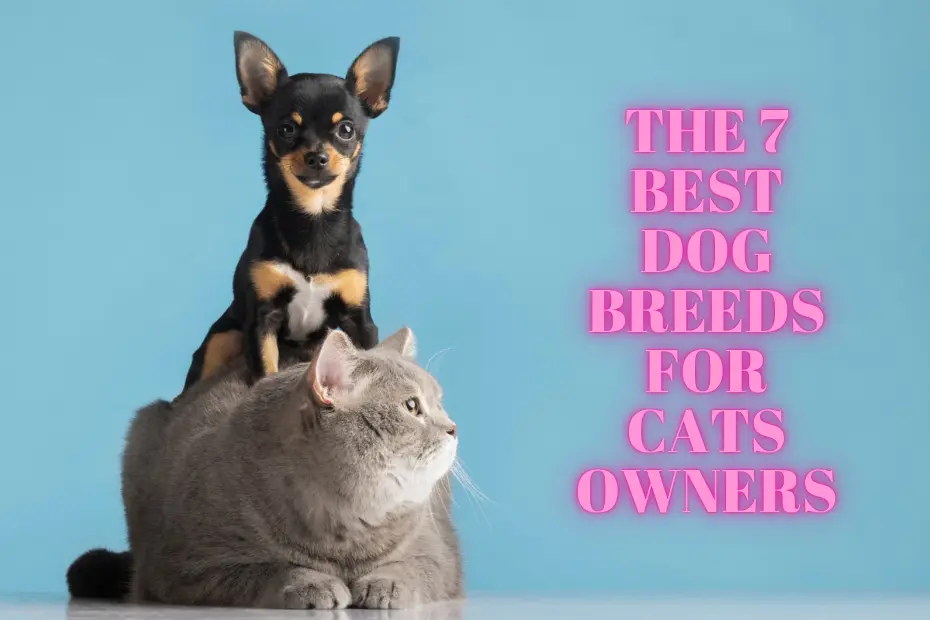 The 7 Best Dog Breeds for Cats Owners