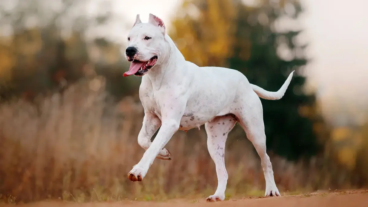 10 Scary Dog Breeds But Are Loyal Protectors