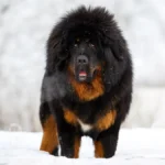 7 Most Adorable Big Fluffy Dog Breeds for Families