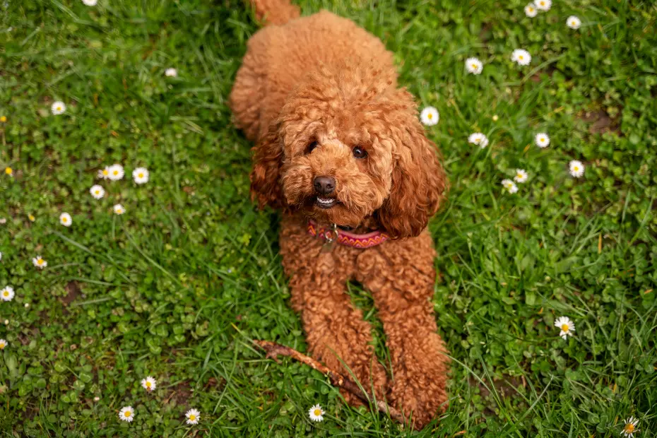 7 Most Adorable Curly Haired Dog Breeds