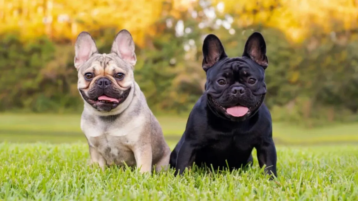 Top 10 Adorable Dog Breeds