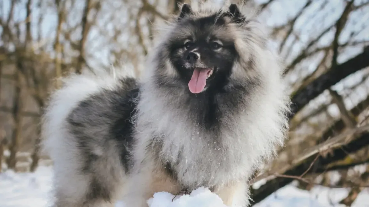 11 Snow-Loving Dog Breeds Perfect for Winter Adventures