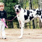 Top 15 Largest Dog Breeds for Protection: The Best Guard Dogs