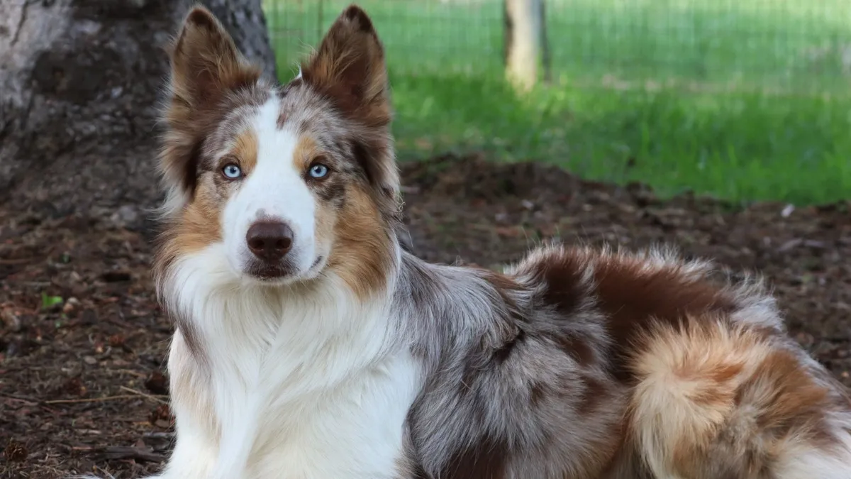 The 13 Most Obedient Dog Breeds: Training Champions You’ll Love