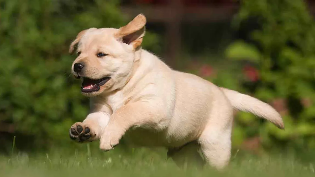 10 Clever Dog Breeds: The Easiest to Train for New Owners