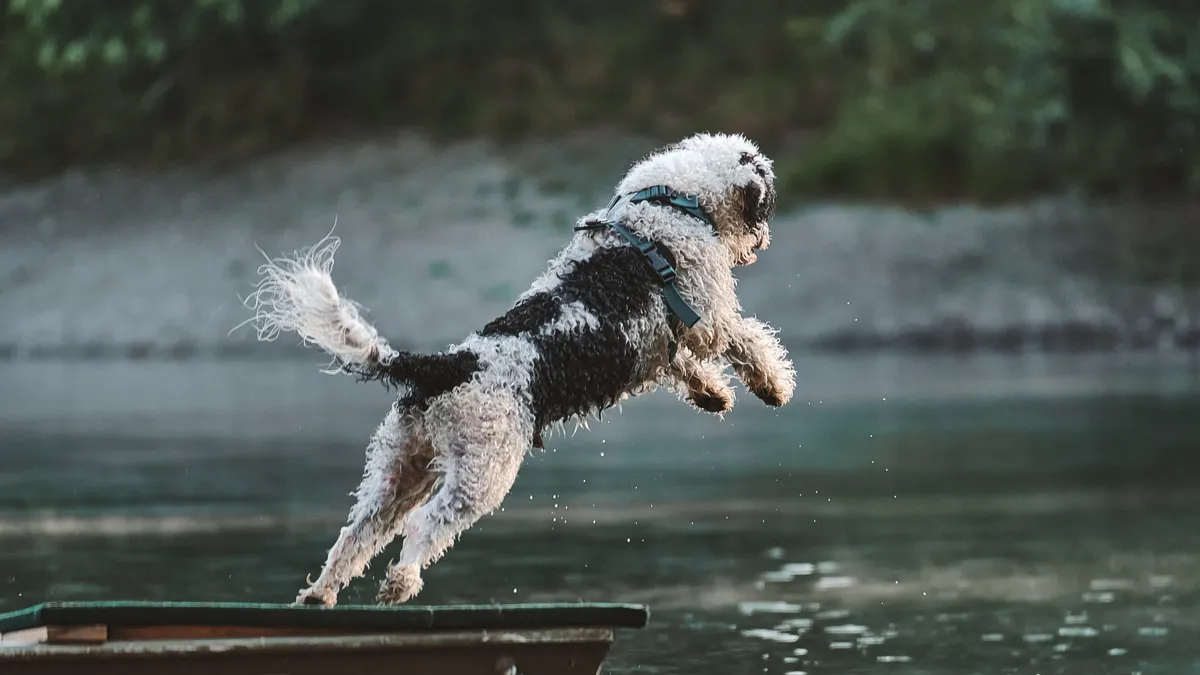 The 10 Best Water-Loving Dog Breeds: Perfect Pups for Swimming