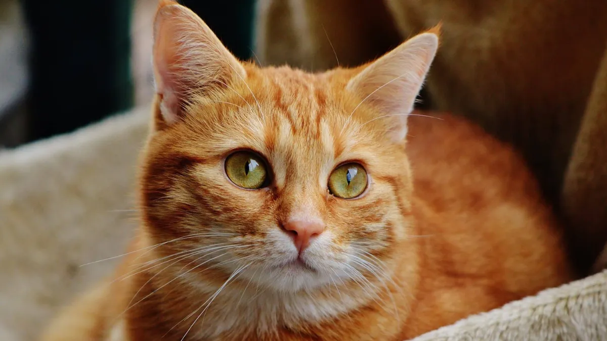 10 Unique Tabby Cat Colors Ranked from Rarest to Most Common