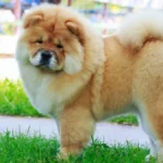 Which Dogs Have the Fluffiest Puppies? Top 12 Breeds Revealed