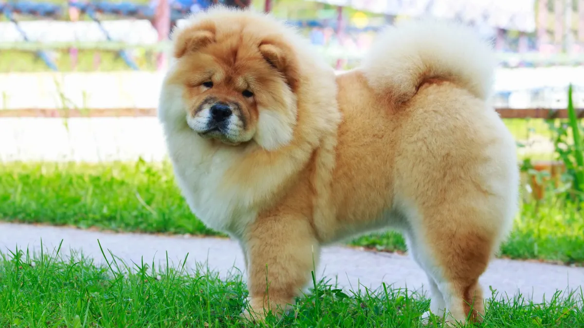 Which Dogs Have the Fluffiest Puppies? Top 12 Breeds Revealed