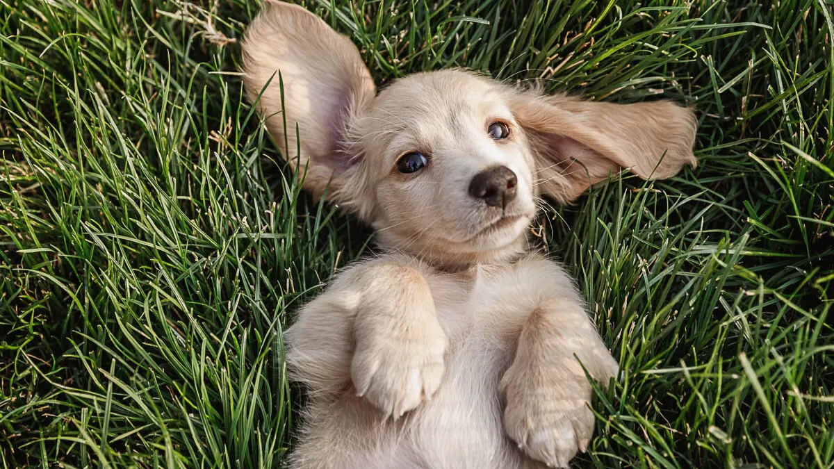 13 Cute and Compact Dog Breeds That Will Steal Your Heart