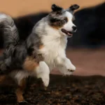 9 High-Energy Dog Breeds: Agile Paws That Move with Elegance