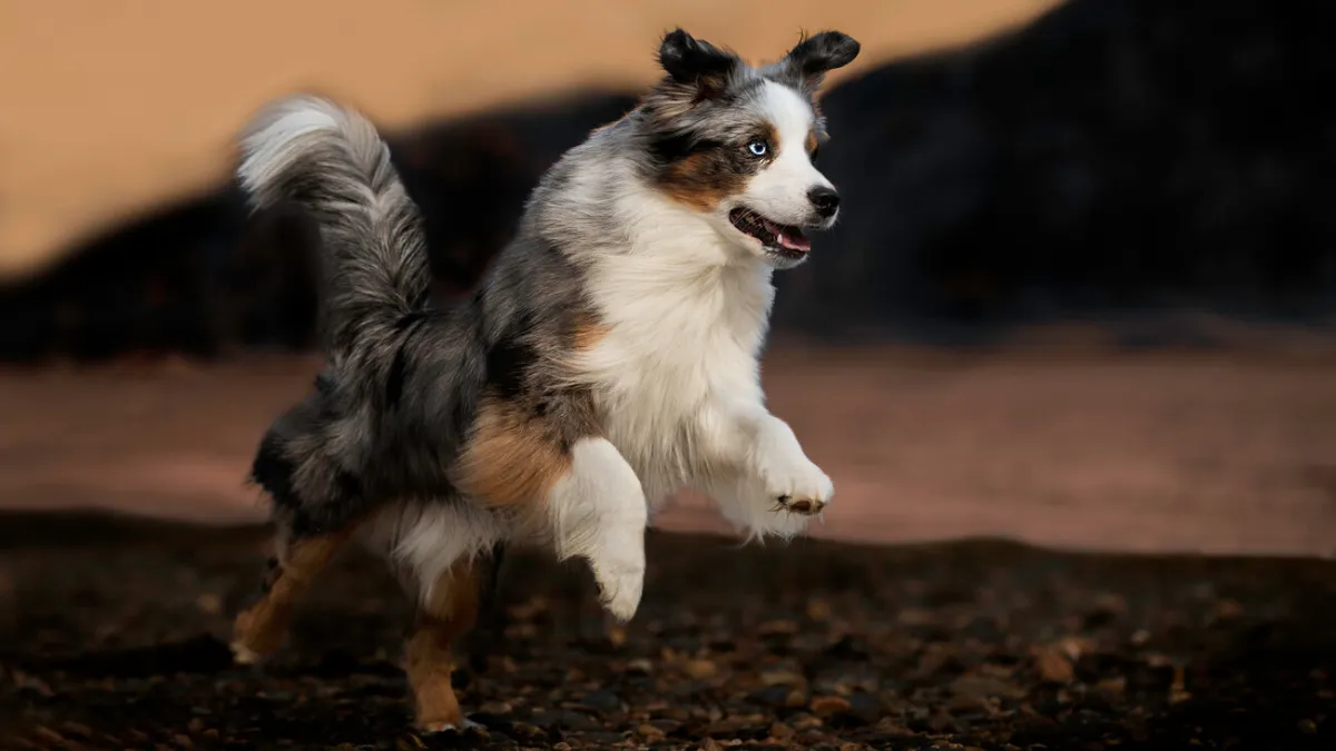 9 High-Energy Dog Breeds: Agile Paws That Move with Elegance