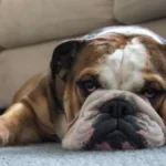 11 Lazy Dog Breeds That Thrive on Comfort and Cuddles