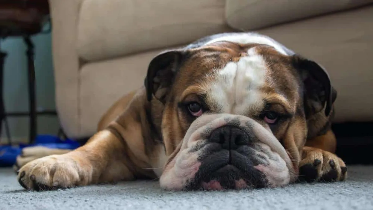 11 Lazy Dog Breeds That Thrive on Comfort and Cuddles