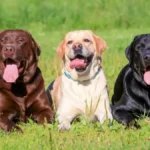13 Cost-Effective Dog Breeds: Your Guide to Affordable Pets