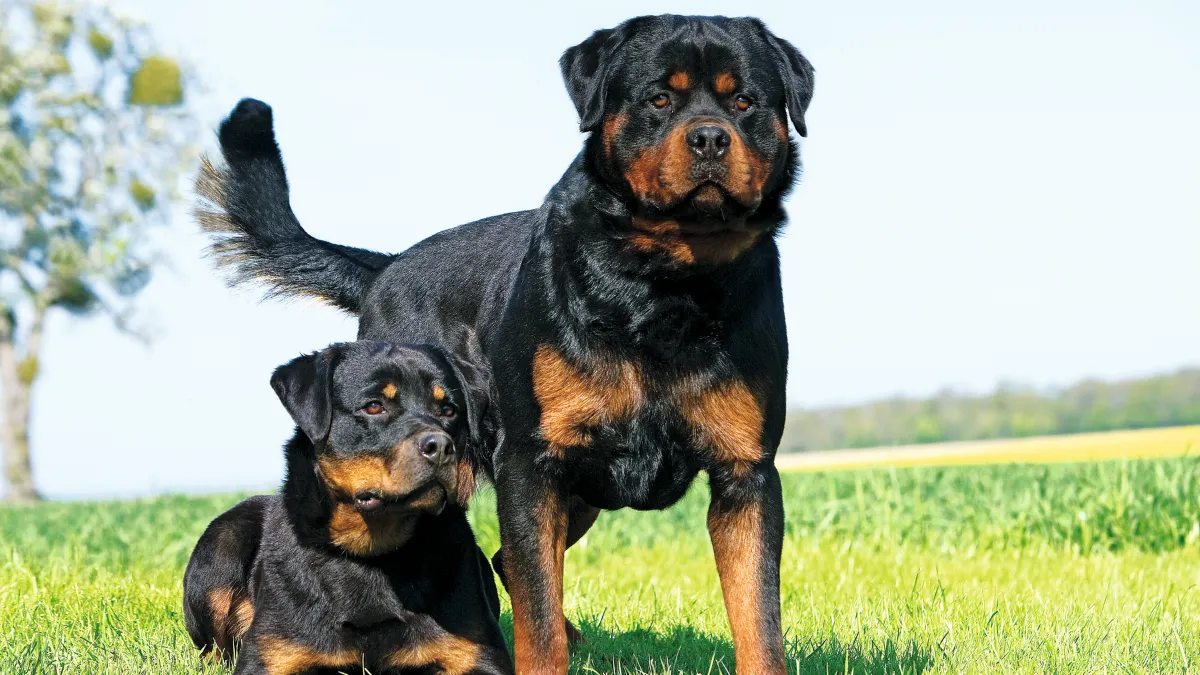 Why These 13 Dog Breeds Have Been Banned in the Past Two Decades