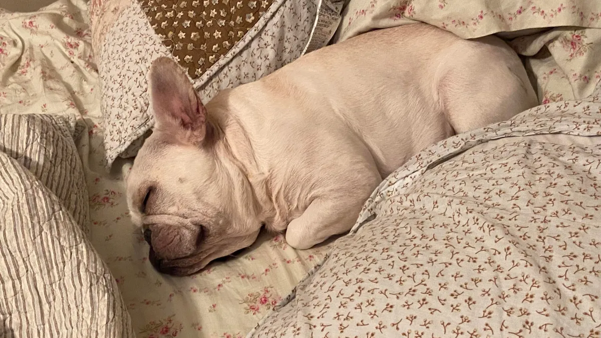 11 Adorable Dog Breeds That Won't Give Up Your Bed