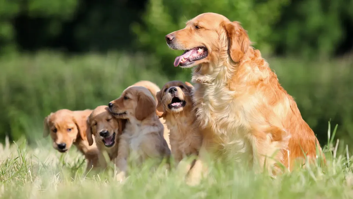 The Best 13 Dog Breeds for Therapeutic Comfort and Companionship