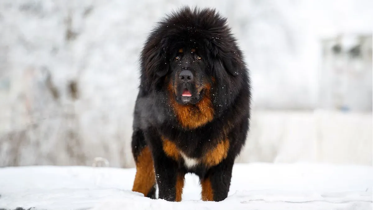 7 Most Adorable Big Fluffy Dog Breeds for Families