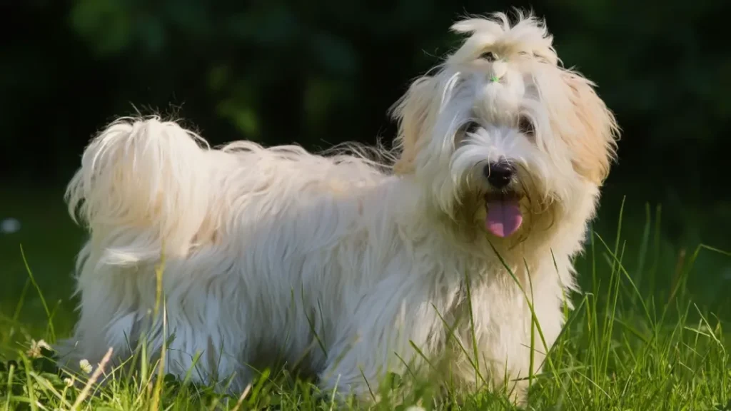 9 Best Hypoallergenic Dog Breeds for Allergy Sufferers
