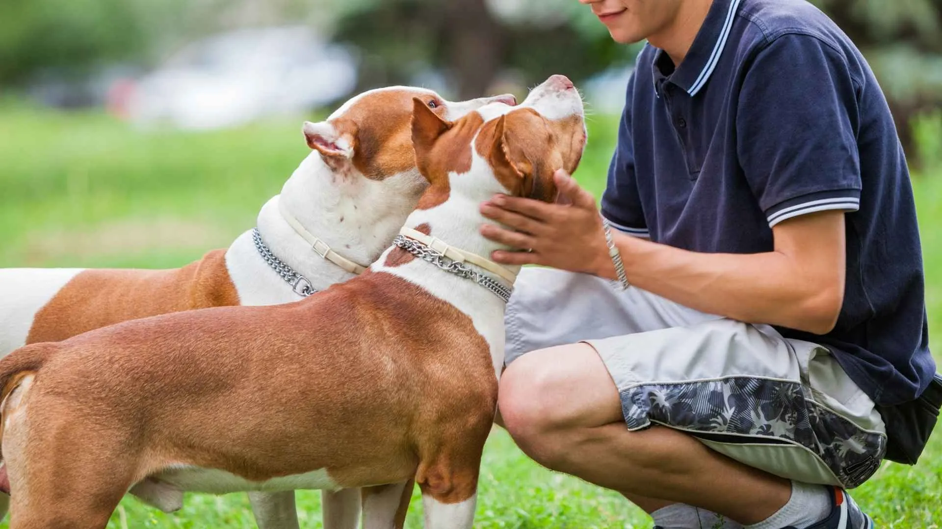 6 Friendliest Dog Breeds That Adore People