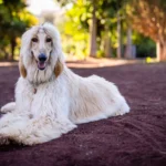 7 Dog Breeds with Long Noses