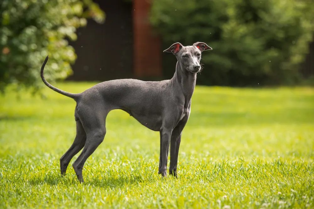 6 Short-Haired Dog Breeds for Hassle-Free Grooming