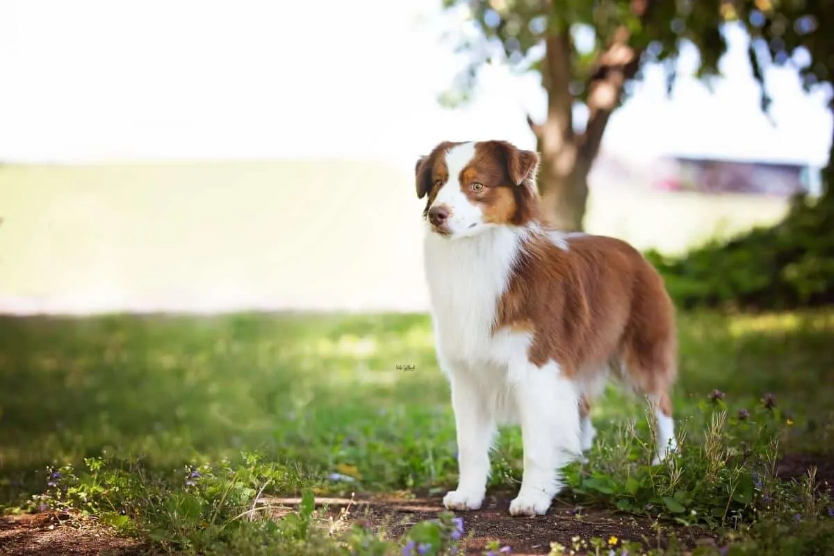 Top 7 Herding Dog Breeds: Traits, History & Ideal Owners