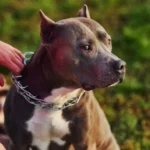 American Dog Breeds: Born and Bred in the USA