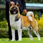 Best Large Dog Breeds for Families and Active Owners