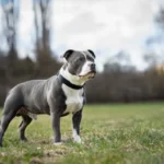 6 Comforting Dog Breeds That Help People Cope with Grief