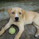 6 Adorable Mixed-Breed Dogs You'll Fall in Love With