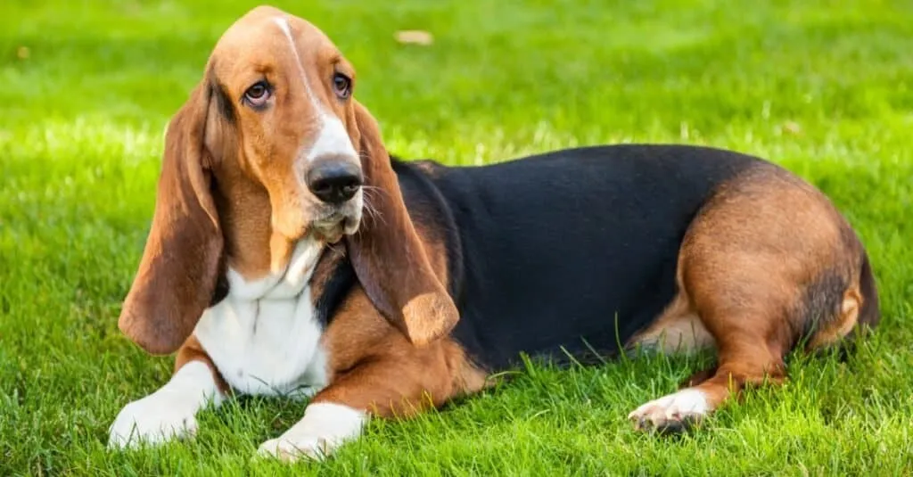 8 Dog Breeds with Long Ears