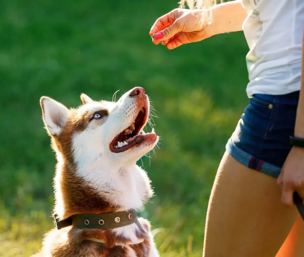 7 Dog Breeds That Are Easy to Train