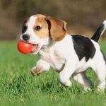 Top 10 Family-Friendly Dog Breeds