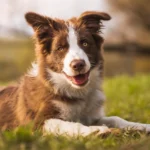 Top 8 Smartest Dog Breeds: Highly Intelligent Canine Companions