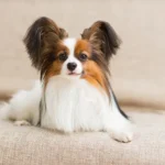 10 Dog Breeds with the Longest Lifespans