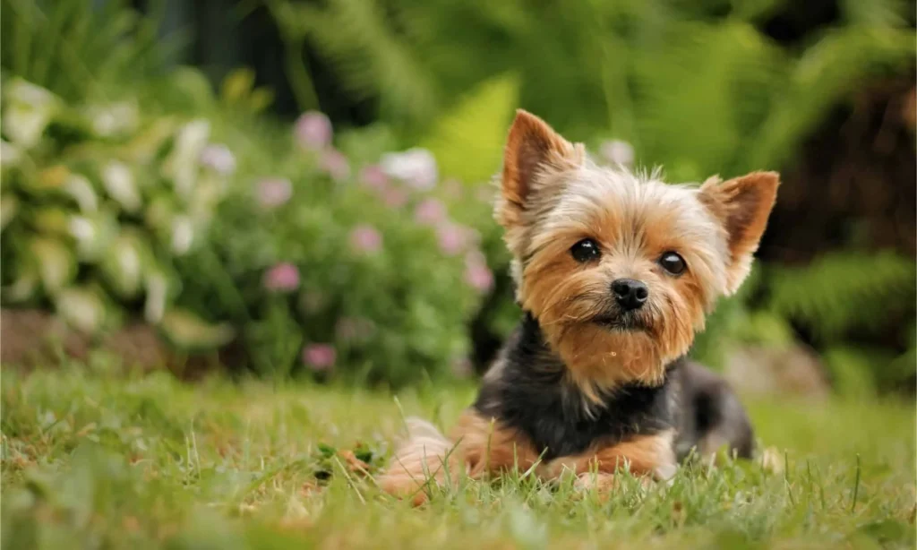 10 Dog Breeds with the Longest Lifespans
