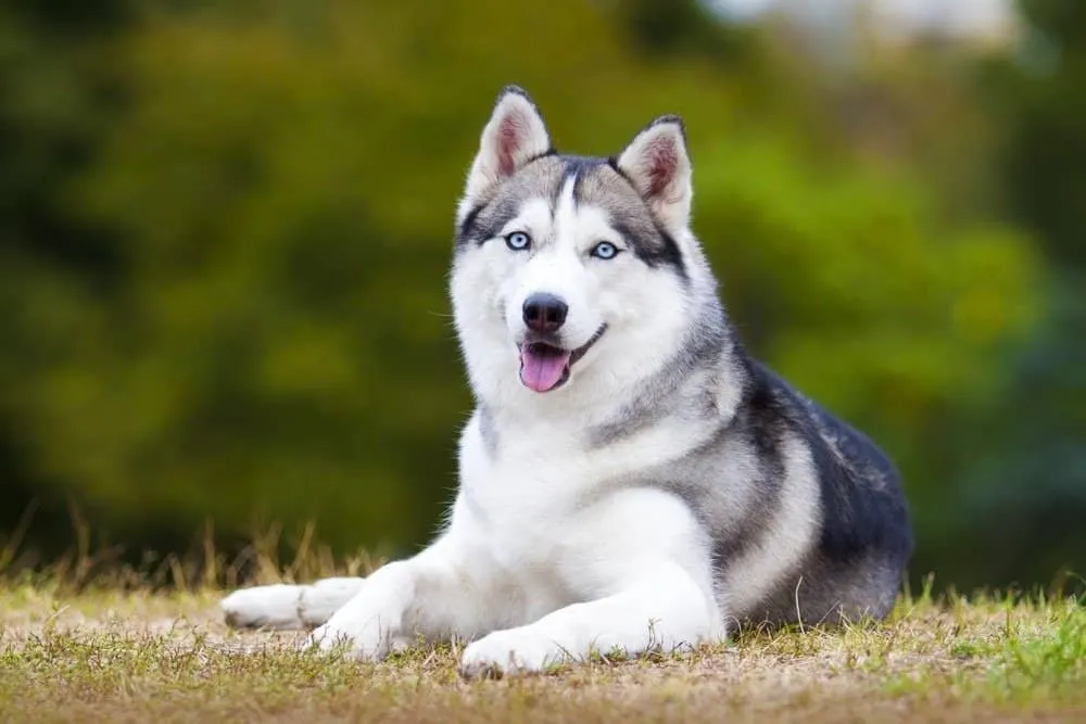 4 Dog Breeds You Should Avoid Walking in the Sun