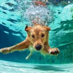 8 Dog Breeds That Are Excellent Swimmers