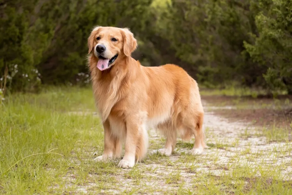 7 Dog Breeds Prone to Being Overweight
